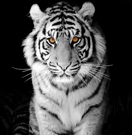 tiger